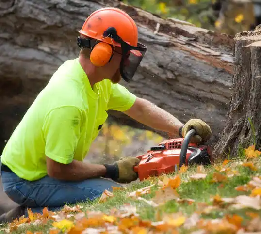 tree services Clyde